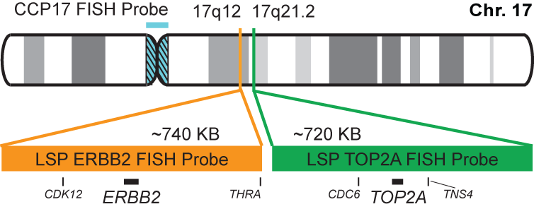 ERBB2/TOP2A/CCP17 FISH Probe Kit
