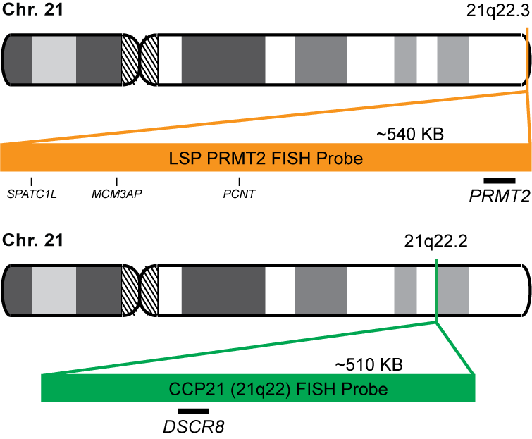 PRMT2/CCP21 FISH Probe Kit