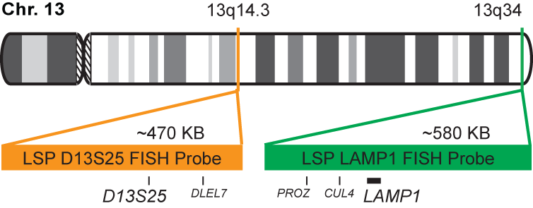 D13S25/LAMP1 FISH Probe Kit  