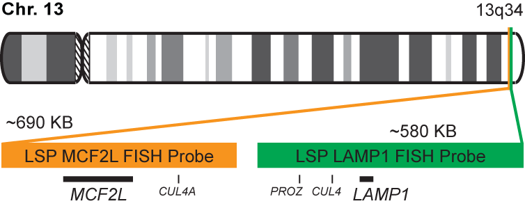 MCF2L/LAMP1 FISH Probe Kit 