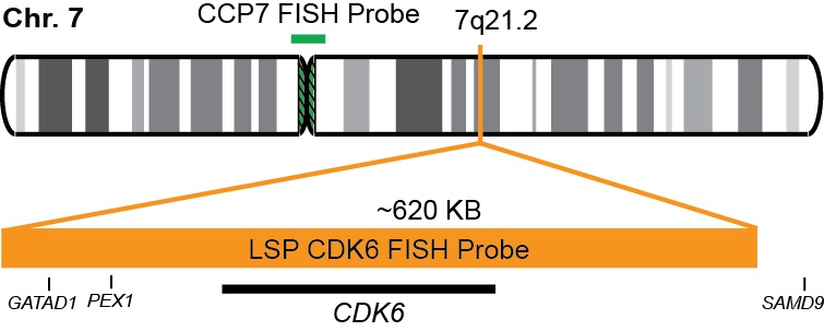 CDK6/CCP7 FISH Probe Kit