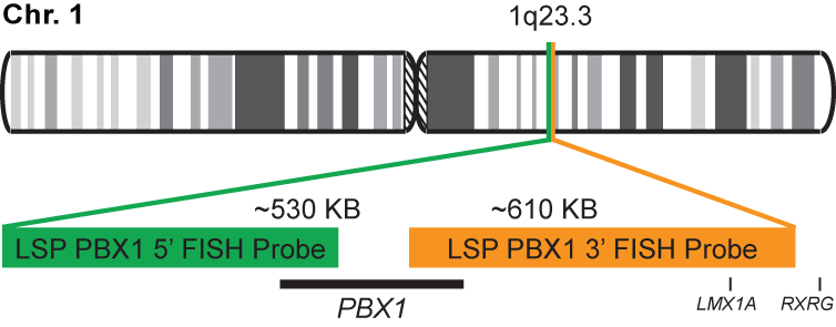 PBX1 Break Apart FISH Probe Kit