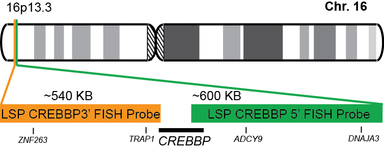 CREBBP Break Apart FISH Probe Kit 