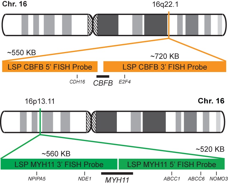 CBFB-MYH11 Dual Fusion/Translocation FISH Probe Kit 
