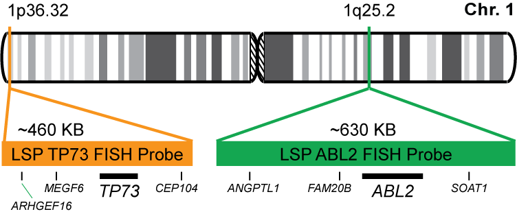 TP73/ABL2 FISH Probe Kit