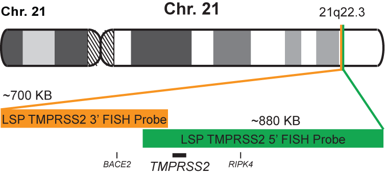 TMPRSS2 Break Apart FISH Probe Kit