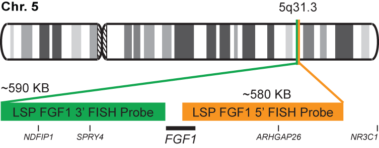 FGF1 Break Apart FISH Probe Kit 