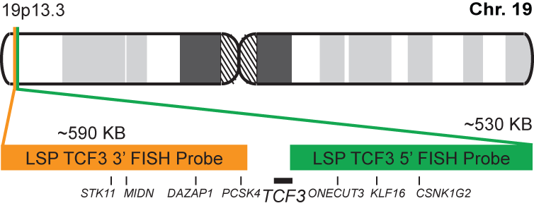 TCF3 Break Apart FISH Probe Kit 