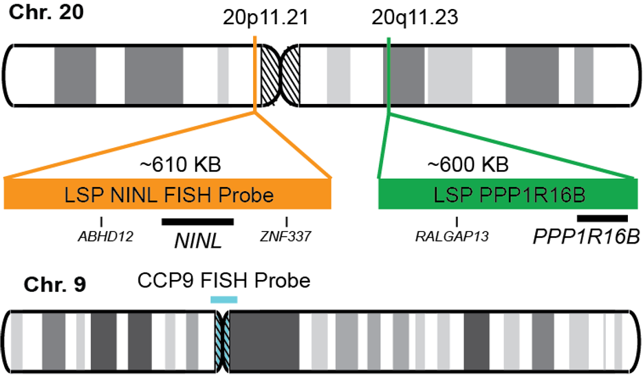 NINL/PPP1R16B/CCP9 FISH Probe Kit   