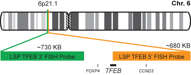 TFEB Break Apart FISH Probe Kit