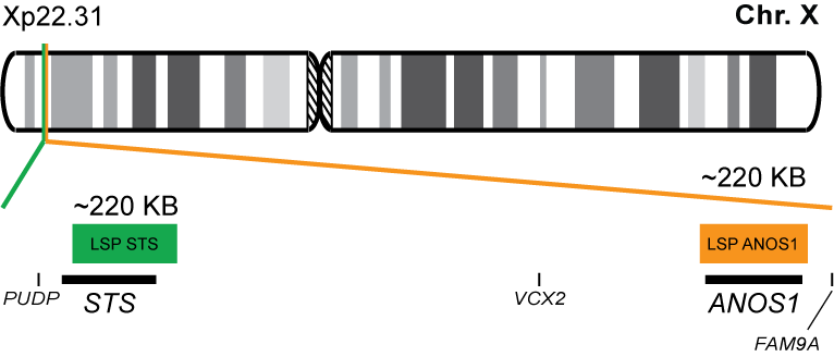 ANOS1/STS FISH Probe Kit