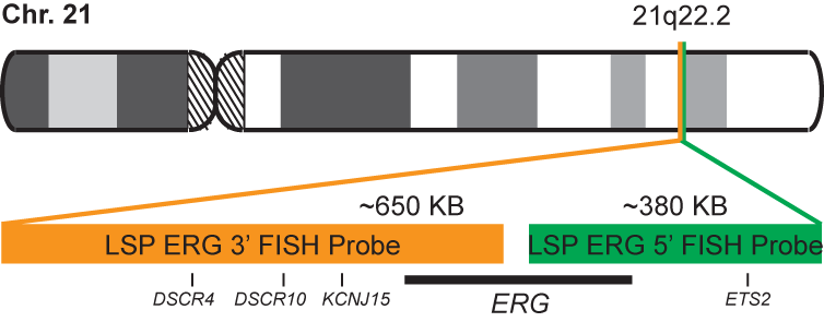 ERG Break Apart FISH Probe Kit  