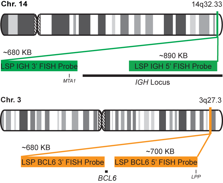 IGH-BCL6 Dual Fusion/Translocation FISH Probe Kit  
