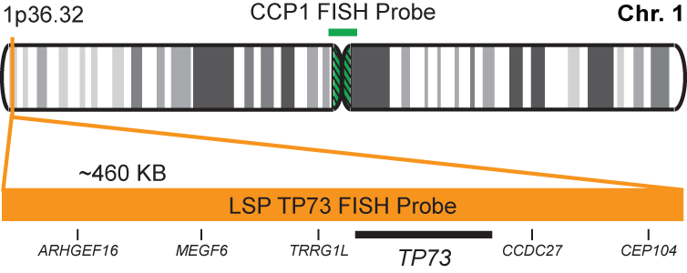 TP73/CCP1 FISH Probe Kit 