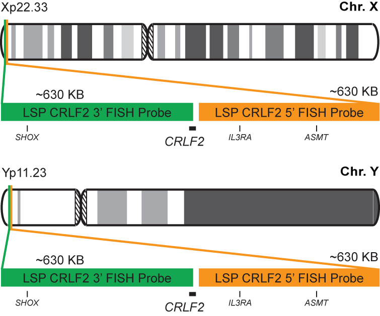 CRLF2 Break Apart FISH Probe Kit 