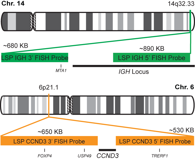 IGH-CCND3 Dual Fusion/Translocation FISH Probe Kit