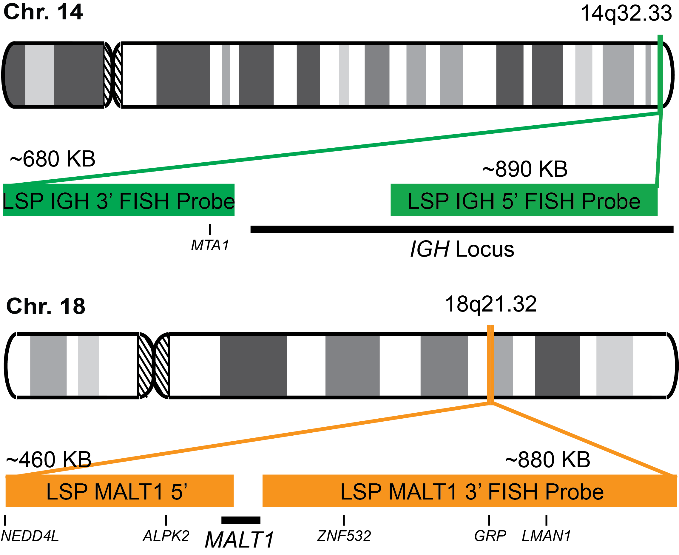 IGH-MALT1 Dual Fusion/Translocation FISH Probe Kit