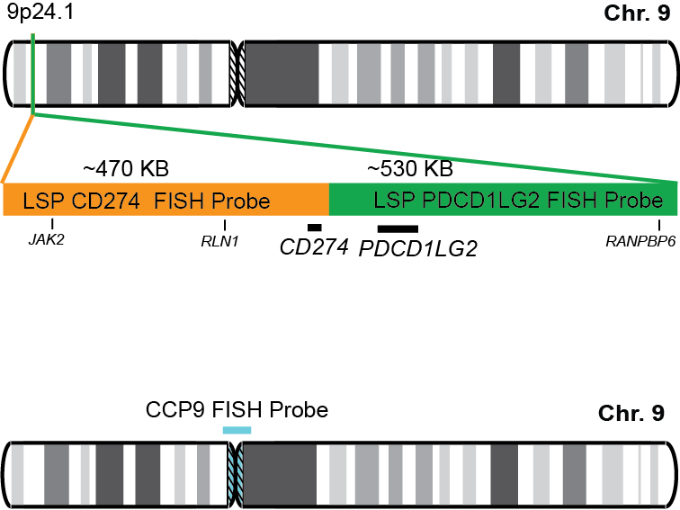 CD274/PDCD1LG2/CCP9 FISH Probe Kit