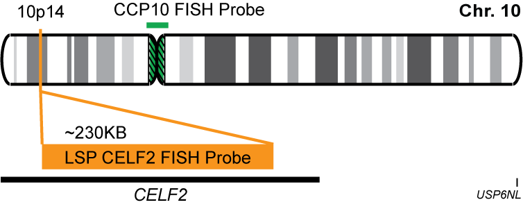 CELF2/CCP10 FISH Probe Kit 
