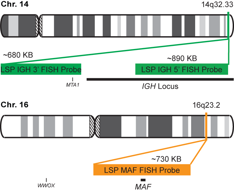 IGH-MAF Dual Fusion/Translocation FISH Probe Kit 