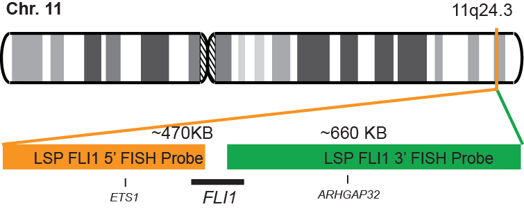 FLI1 Break Apart FISH Probe Kit