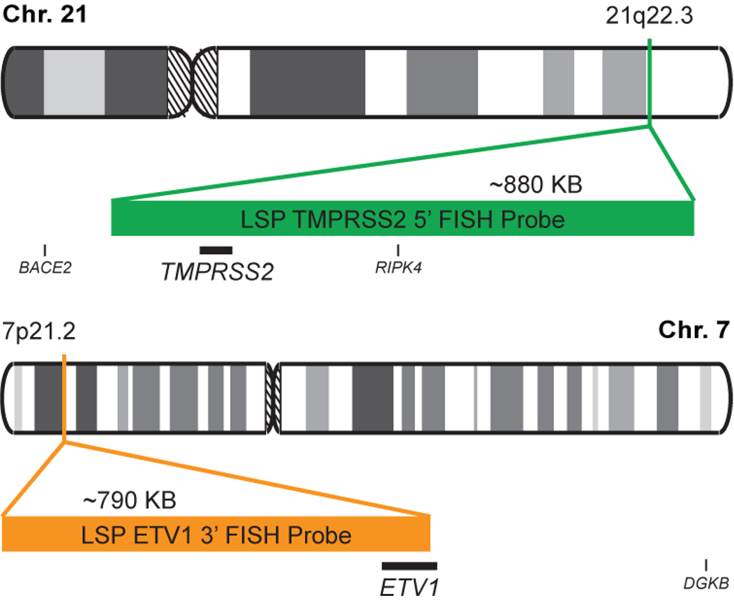 TMPRSS2-ETV1 Fusion/Translocation FISH Probe Kit  