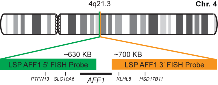 AFF1 Break Apart FISH Probe Kit