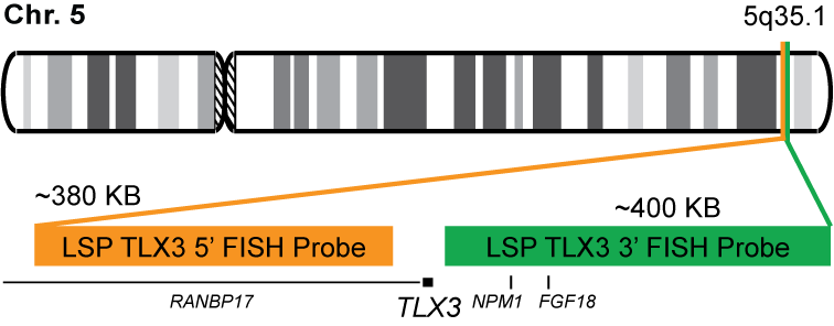 TLX3 Break Apart FISH Probe Kit