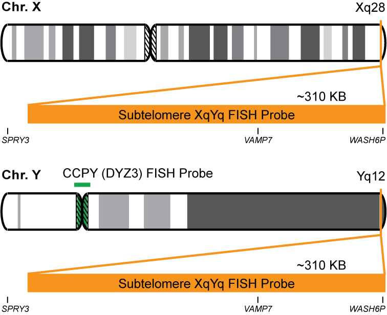 VAMP7/CCPY FISH Probe Kit 