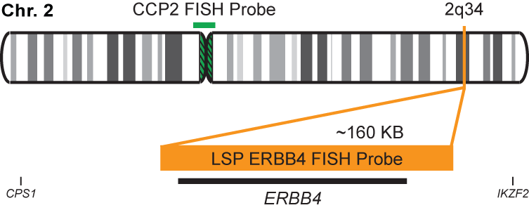 ERBB4/CCP2 FISH Probe Kit
