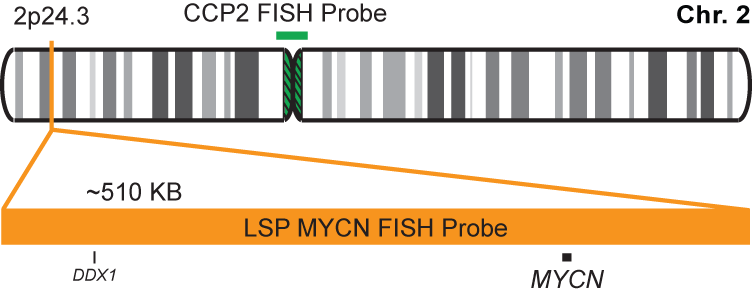 MYCN/CCP2 FISH Probe Kit