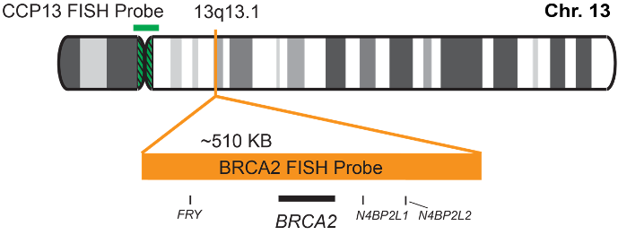 BRCA2/CCP13 FISH Probe Kit 
