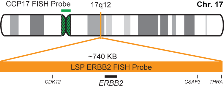 ERBB2/CCP17 FISH Probe Kit