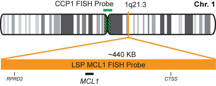 MCL1/CCP1 FISH Probe Ki