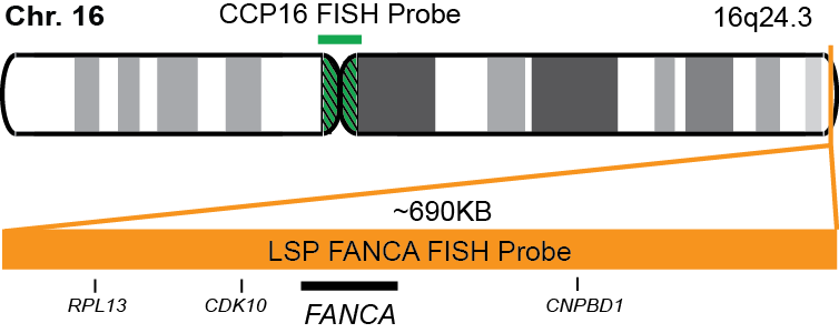 FANCA/CCP16 FISH Probe Kit 