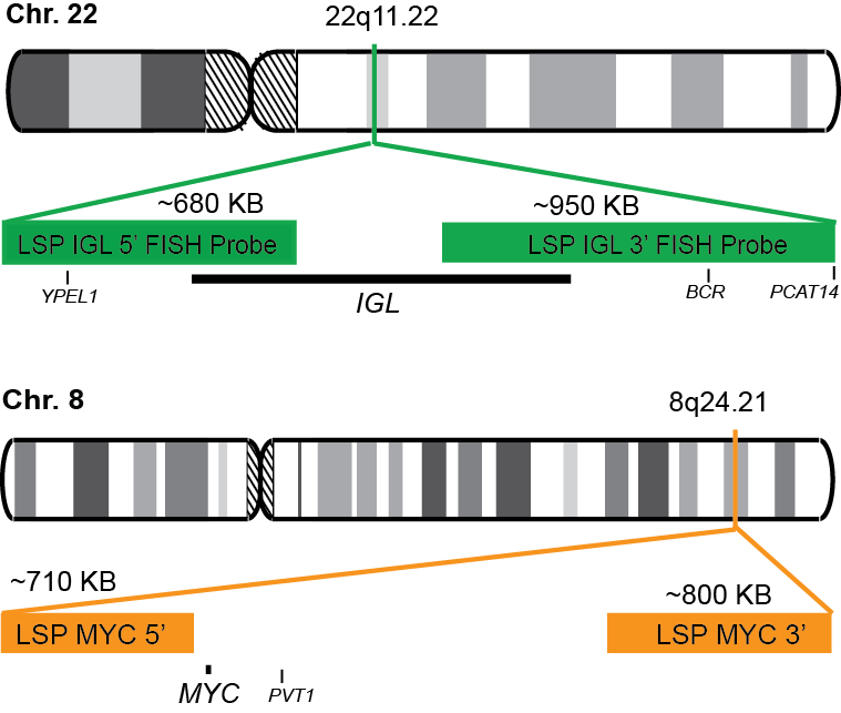 IGL-MYC Dual Fusion/Translocation LR FISH Probe Kit