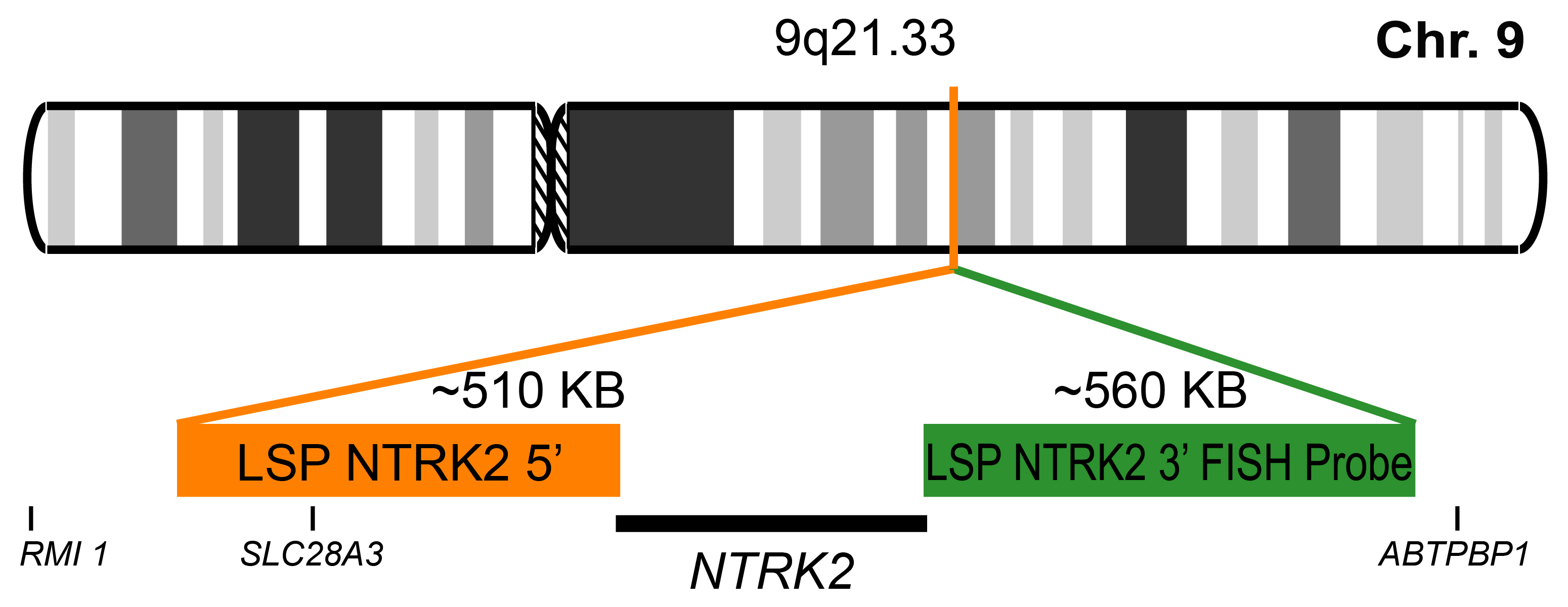 NTRK2 Break Apart FISH Probe Kit 