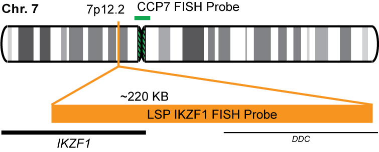 IKZF1/CCP7 FISH Probe Kit  