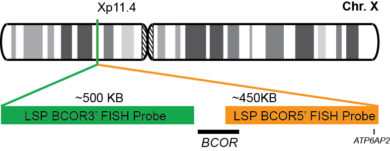 BCOR Break Apart FISH Probe Kit