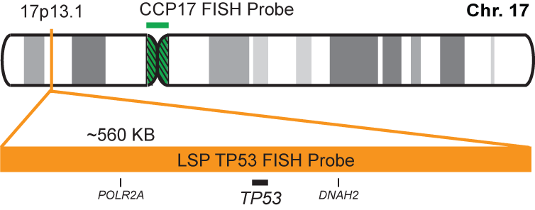 TP53/CCP17 FISH Probe Kit 