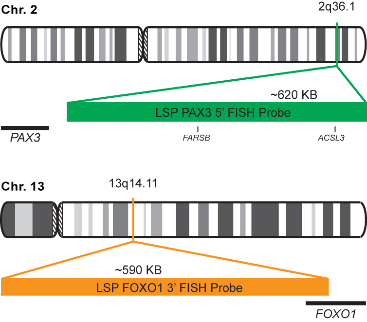 PAX3-FOXO1 Fusion/Translocation FISH Probe Kit