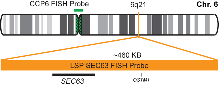 SEC63/CCP6 FISH Probe Kit