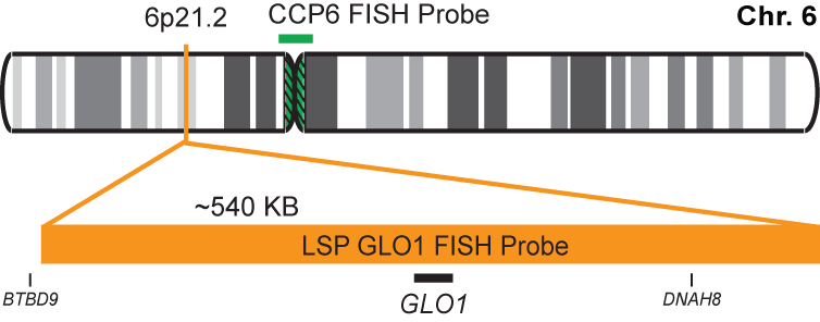 GLO1/CCP6 FISH Probe Kit 