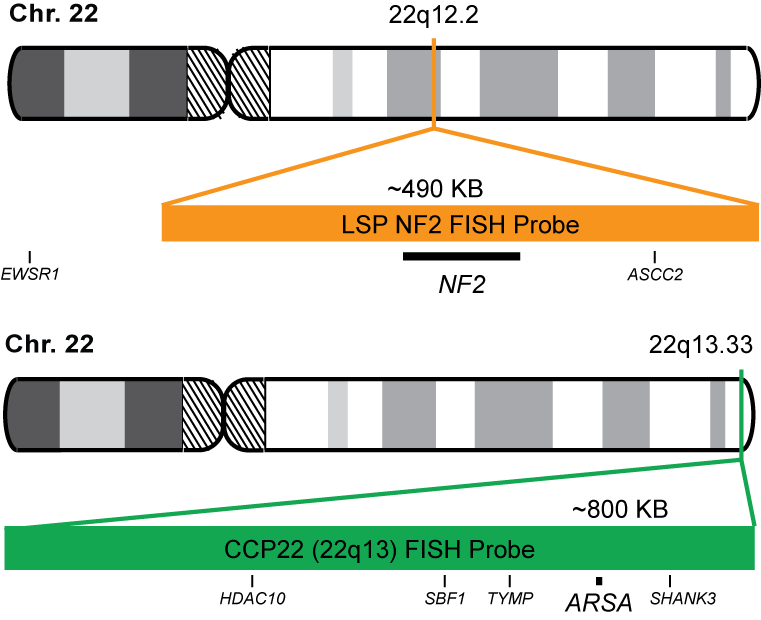 NF2/CCP22 FISH Probe Kit
