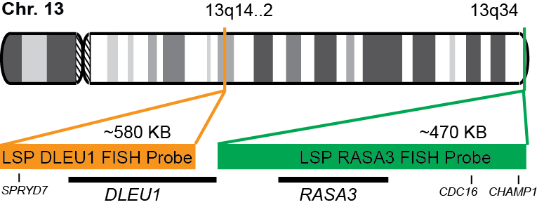 DLEU1/RASA3 FISH Probe Kit