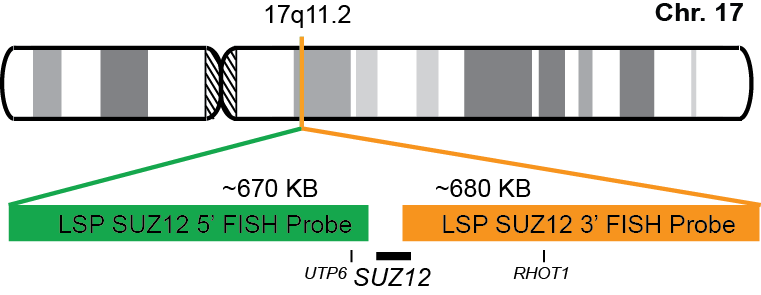 SUZ12 Break Apart FISH Probe Kit 