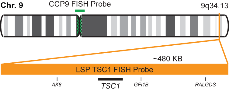 TSC1/CCP9 FISH Probe Kit