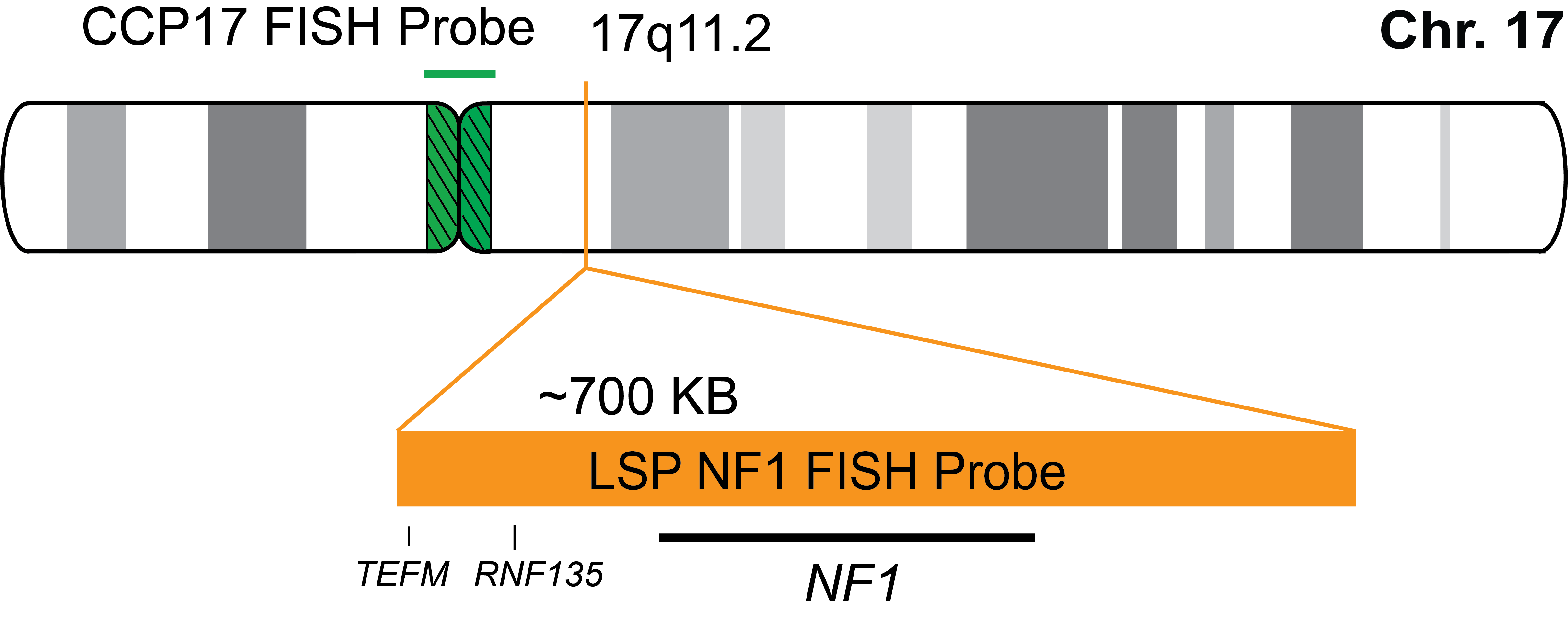 NF1/CCP17 FISH Probe Kit  
