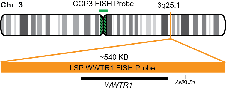 WWTR1/CCP3 FISH Probe Kit