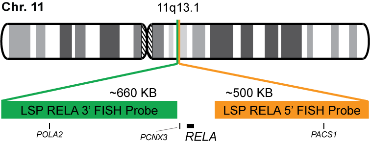 RELA Break Apart FISH Probe Kit